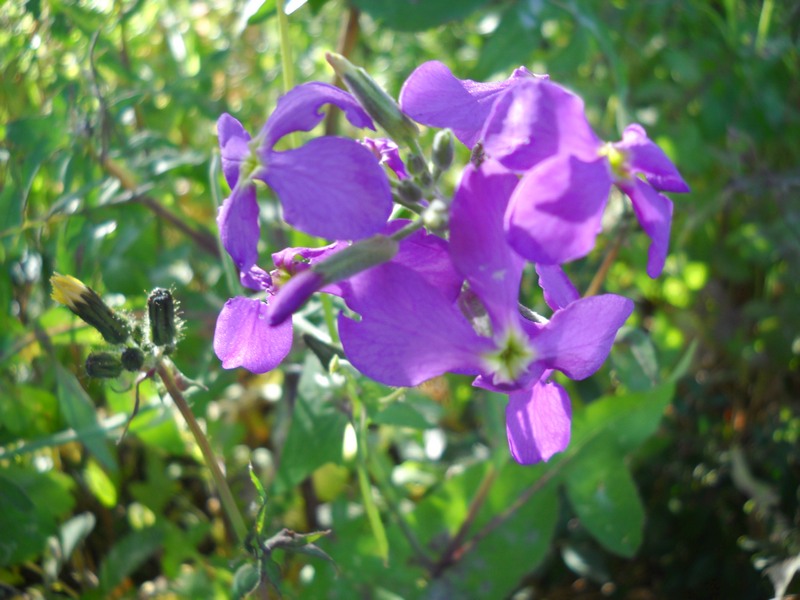 fioriture...di primavera